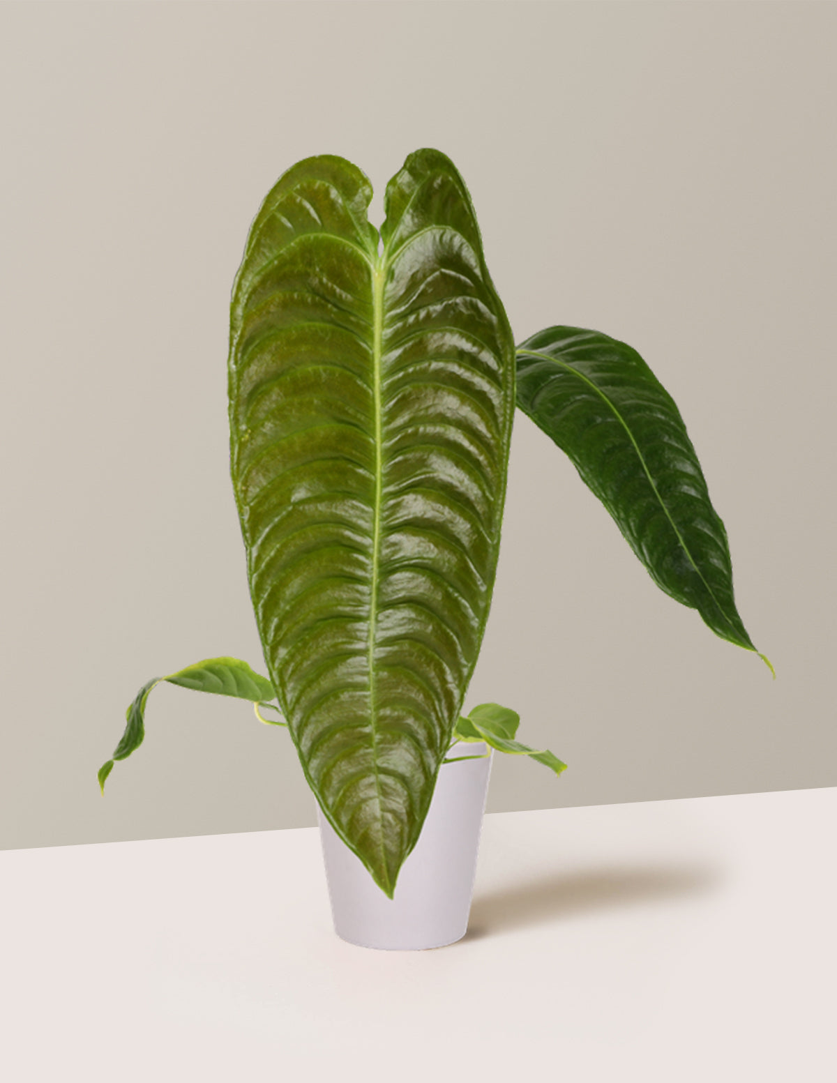 Anthurium Veitchii 'King Anthurium'