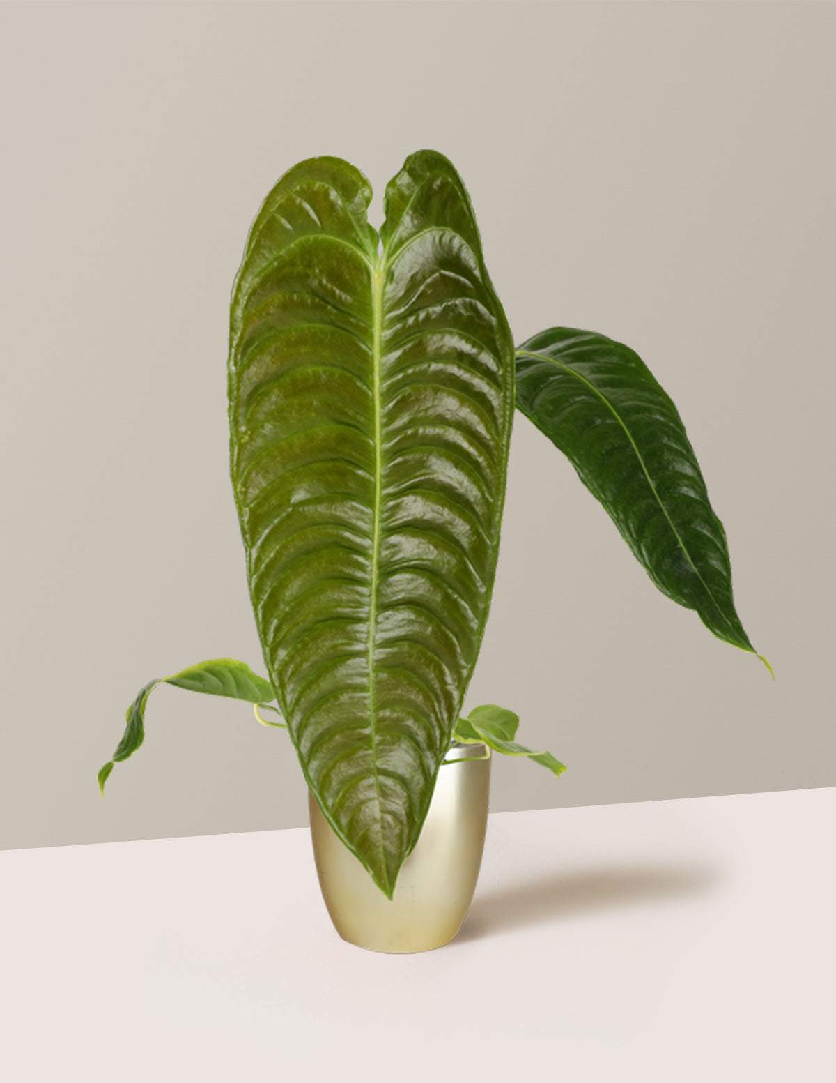 Anthurium Veitchii 'King Anthurium'