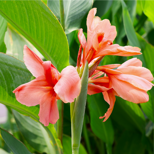Apricot Frost Canna Lily Bulbs