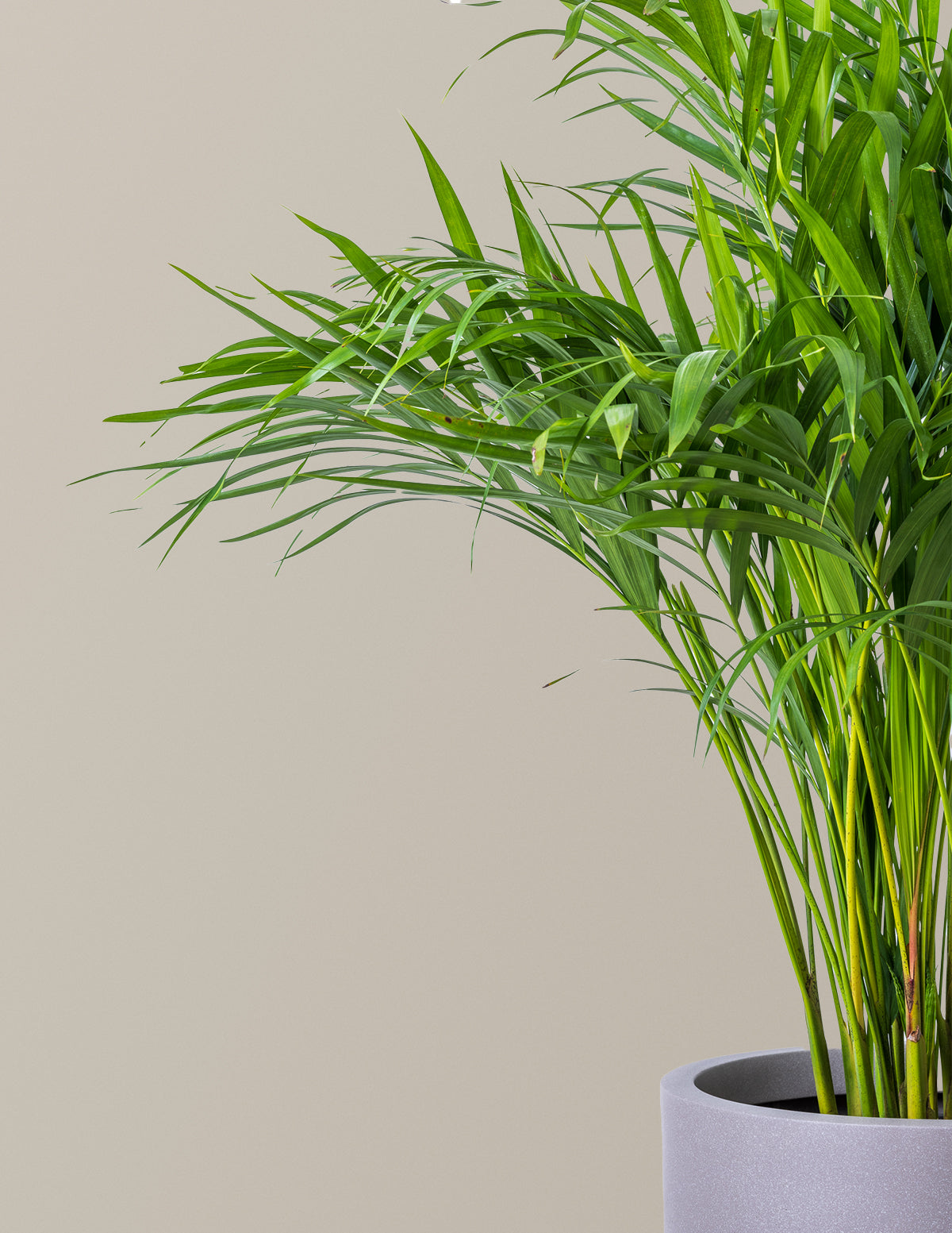 Areca Purifying Palm