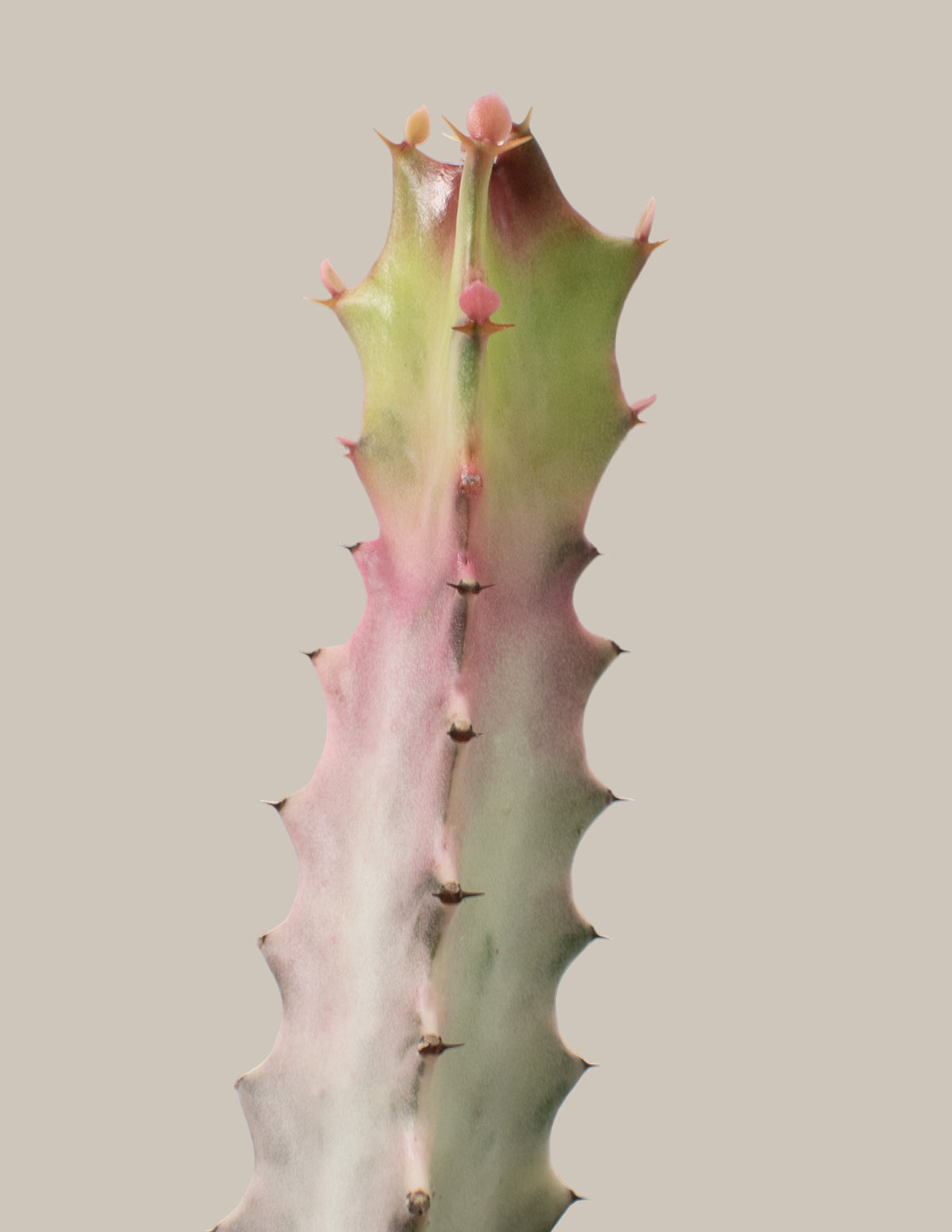 Cacti Assortment with Planters