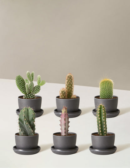 Cacti Assortment with Planters