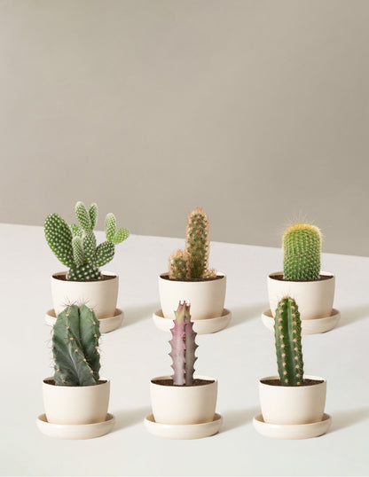 Cacti Assortment with Planters