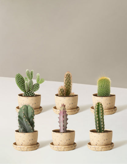 Cacti Assortment with Planters