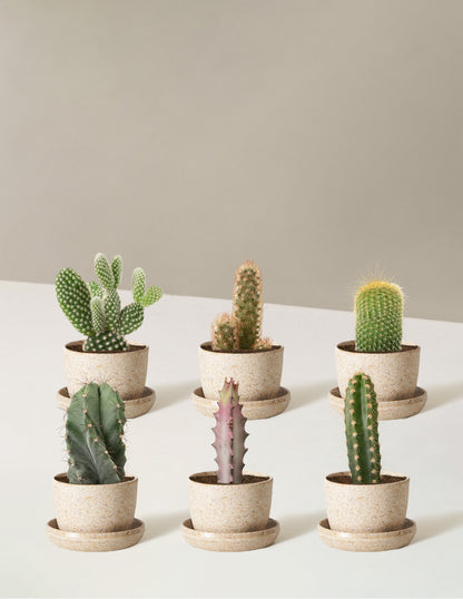 Cacti Assortment with Planters