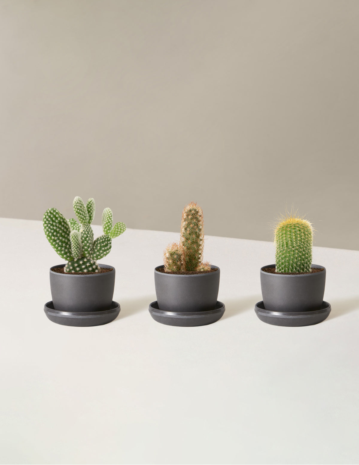 Cacti Assortment with Planters
