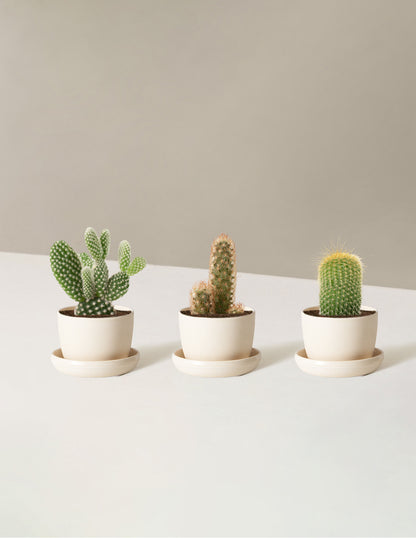 Cacti Assortment with Planters