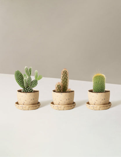 Cacti Assortment with Planters