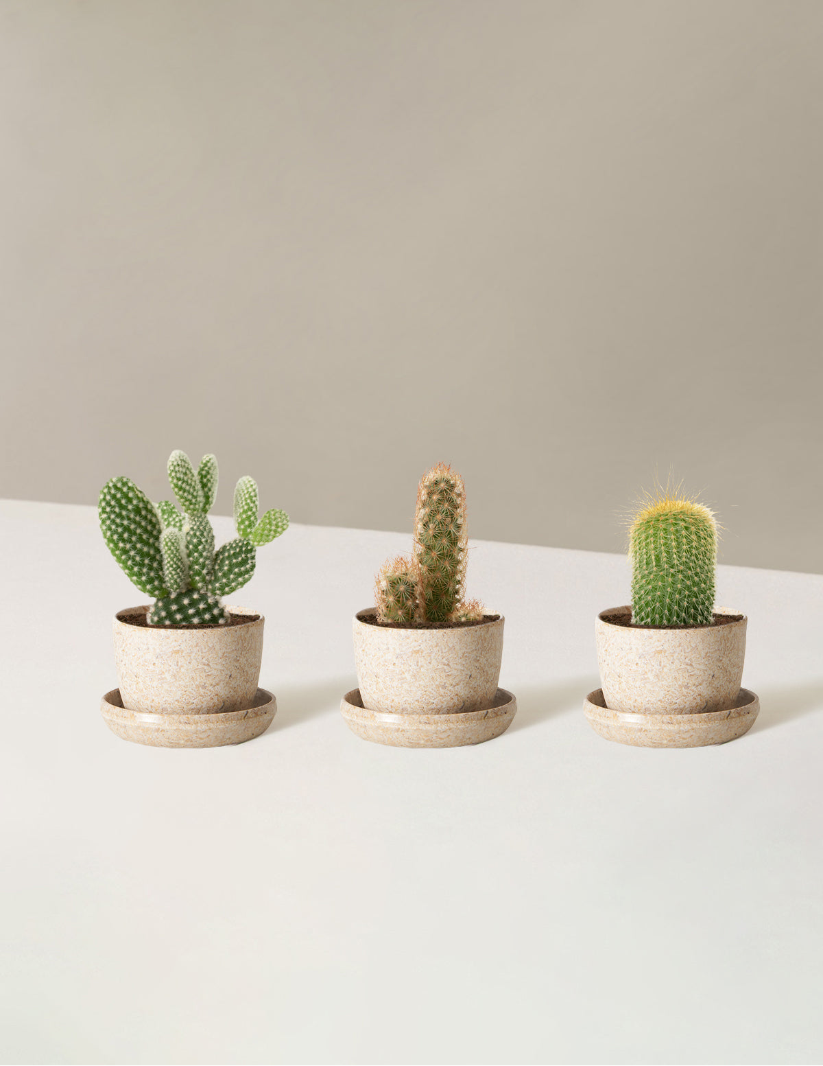 Cacti Assortment with Planters