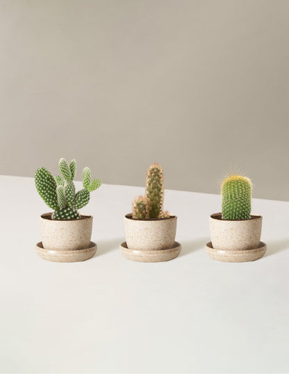 Cacti Assortment with Planters