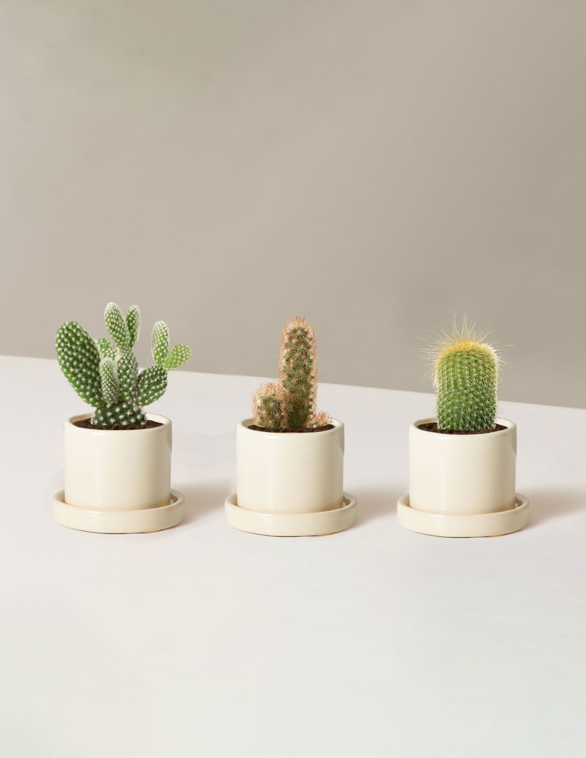 Cacti Assortment