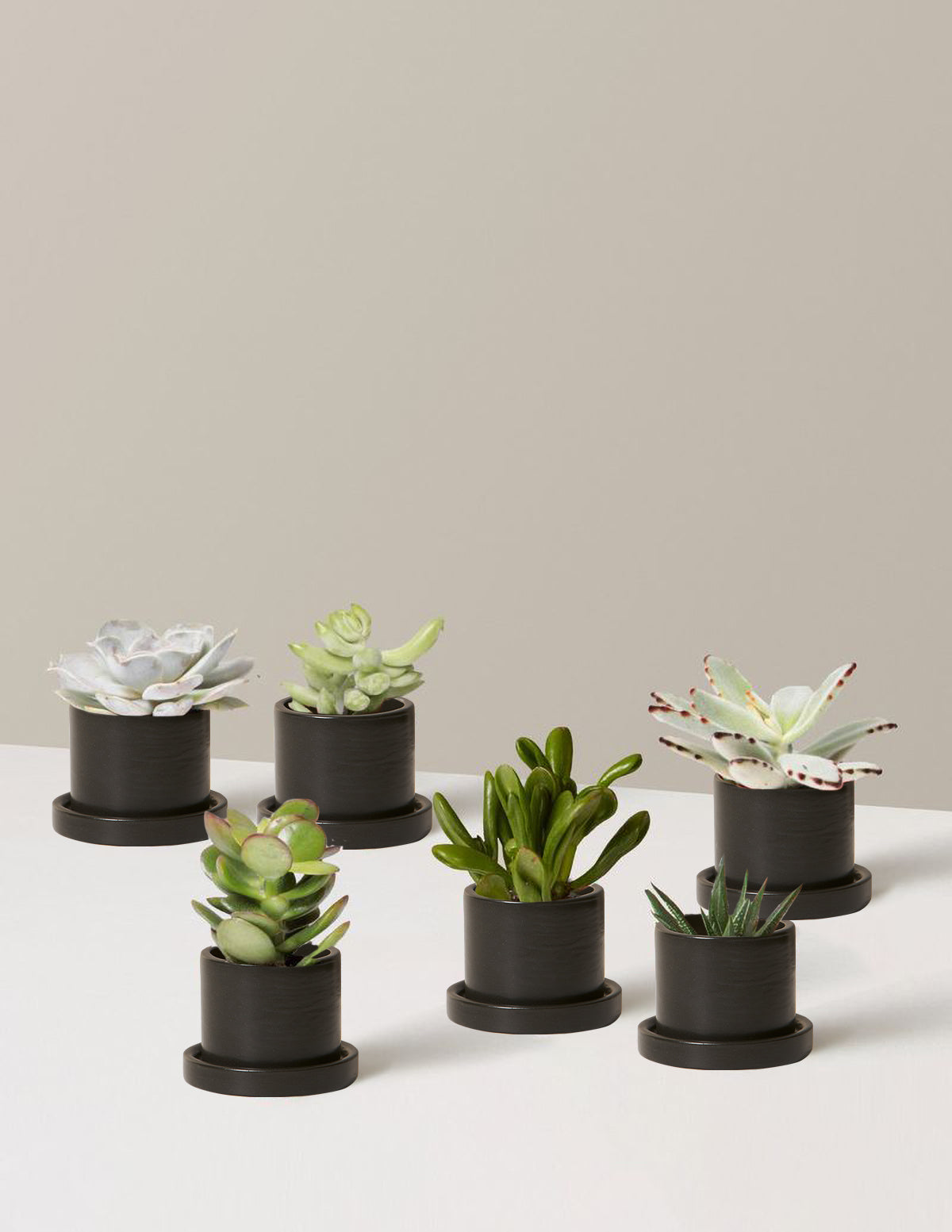 Succulent Assortment