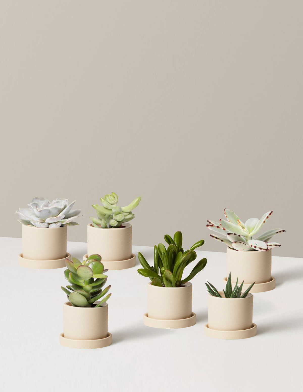 Succulent Assortment