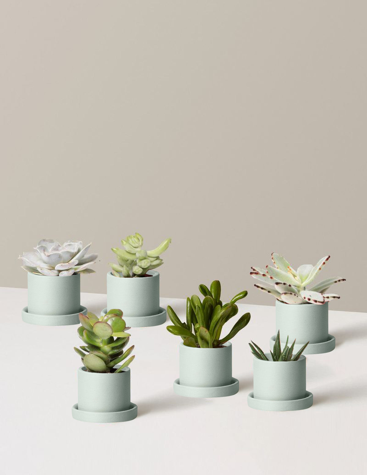 Succulent Assortment