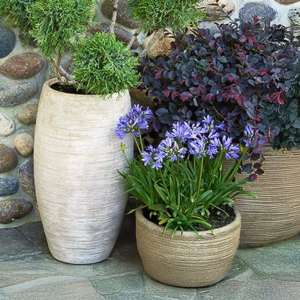 Baby Pete™ Agapanthus