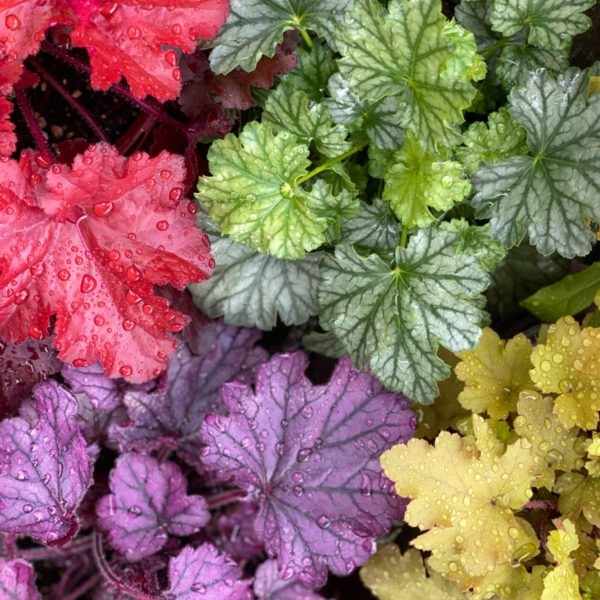 Balboa Sunset® Heuchera