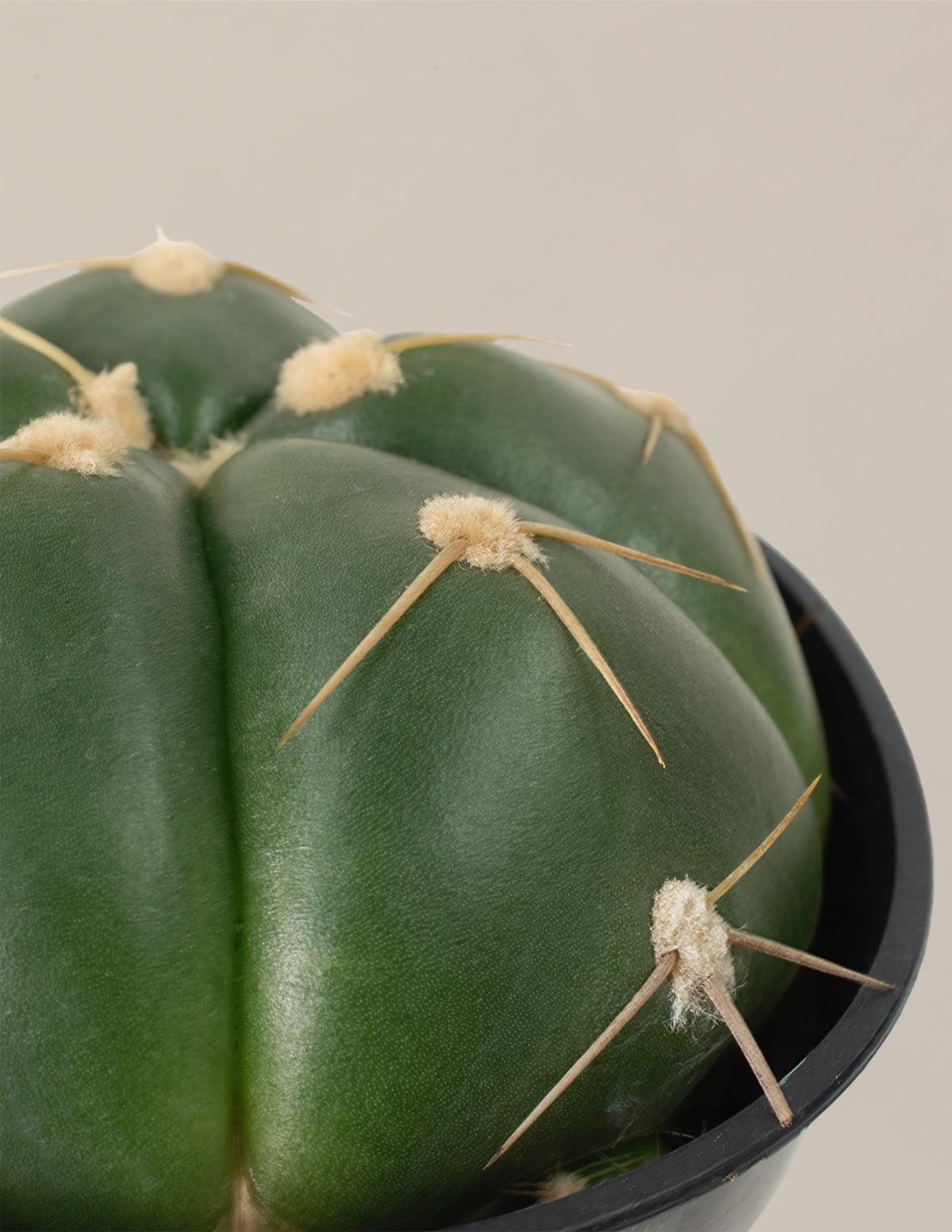 Ball Cactus