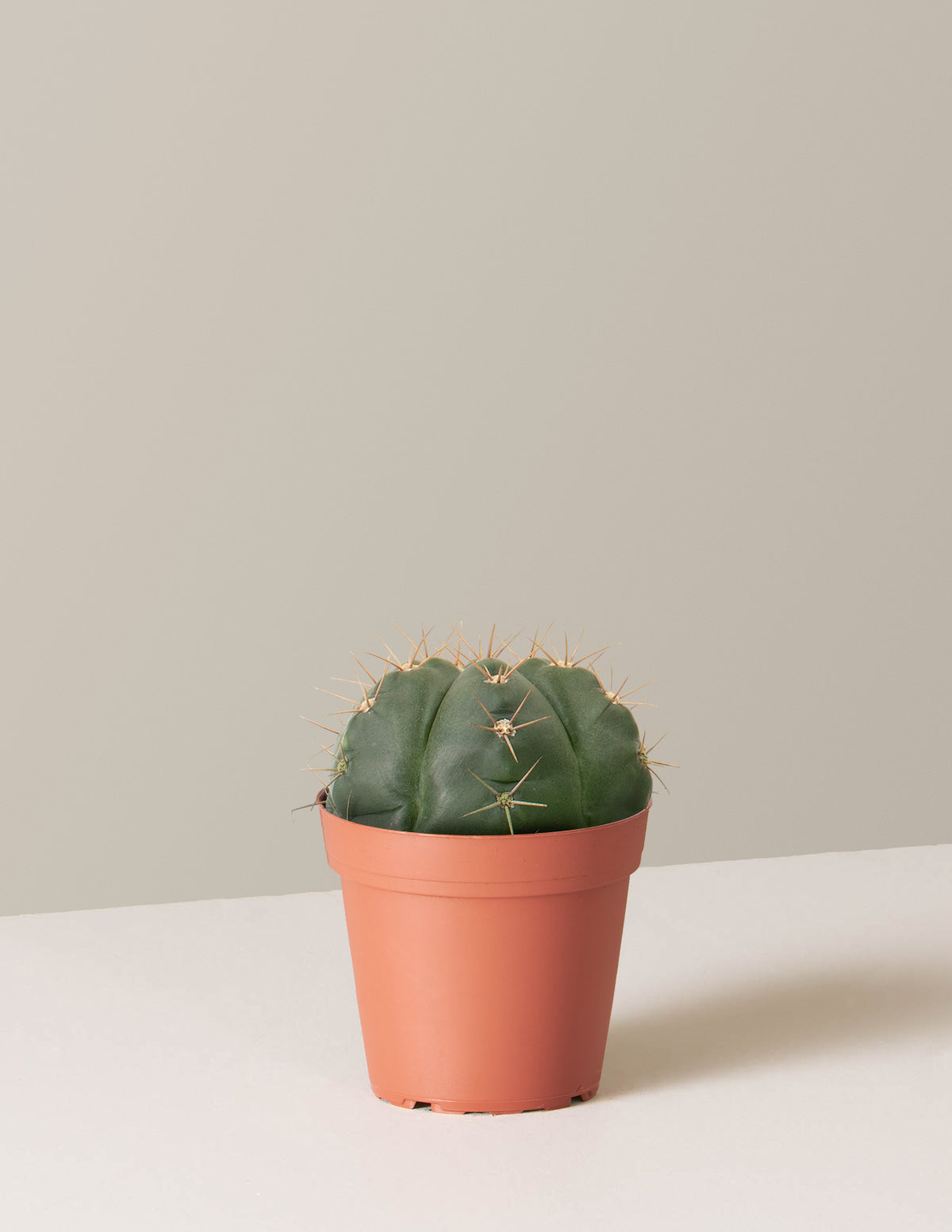 Ball Cactus