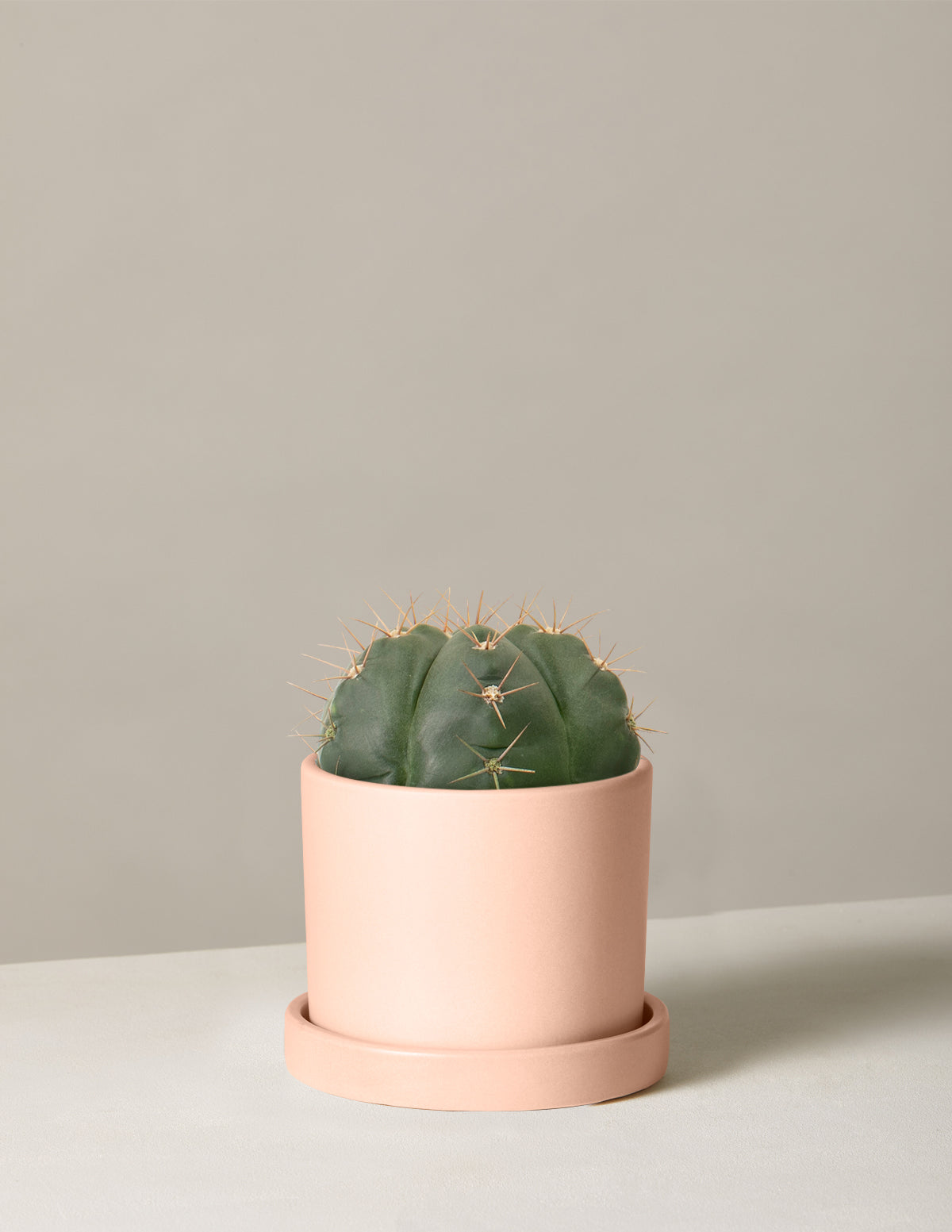 Ball Cactus