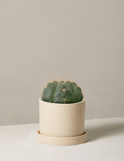 Ball Cactus