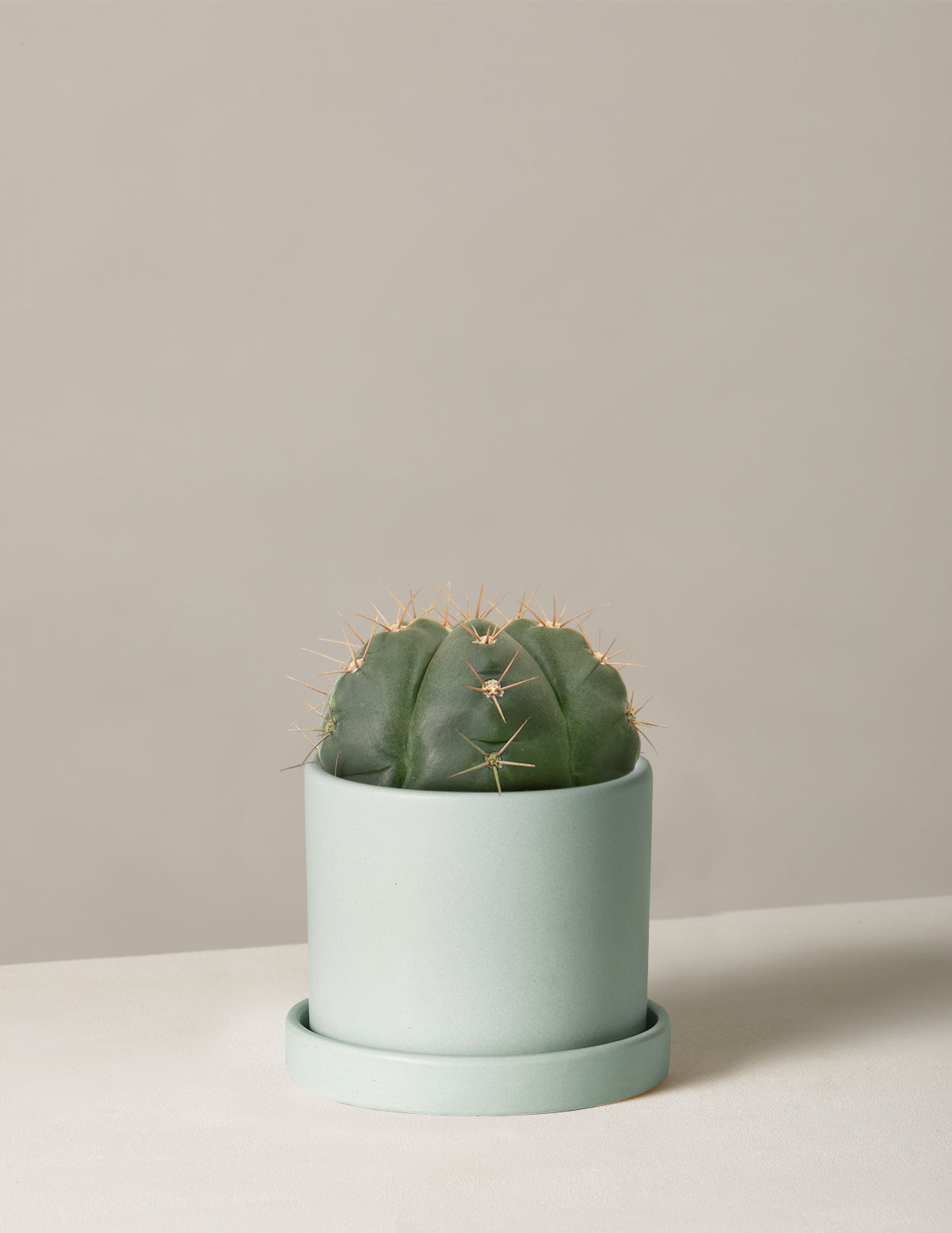 Ball Cactus