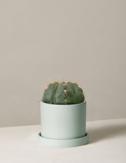 Ball Cactus