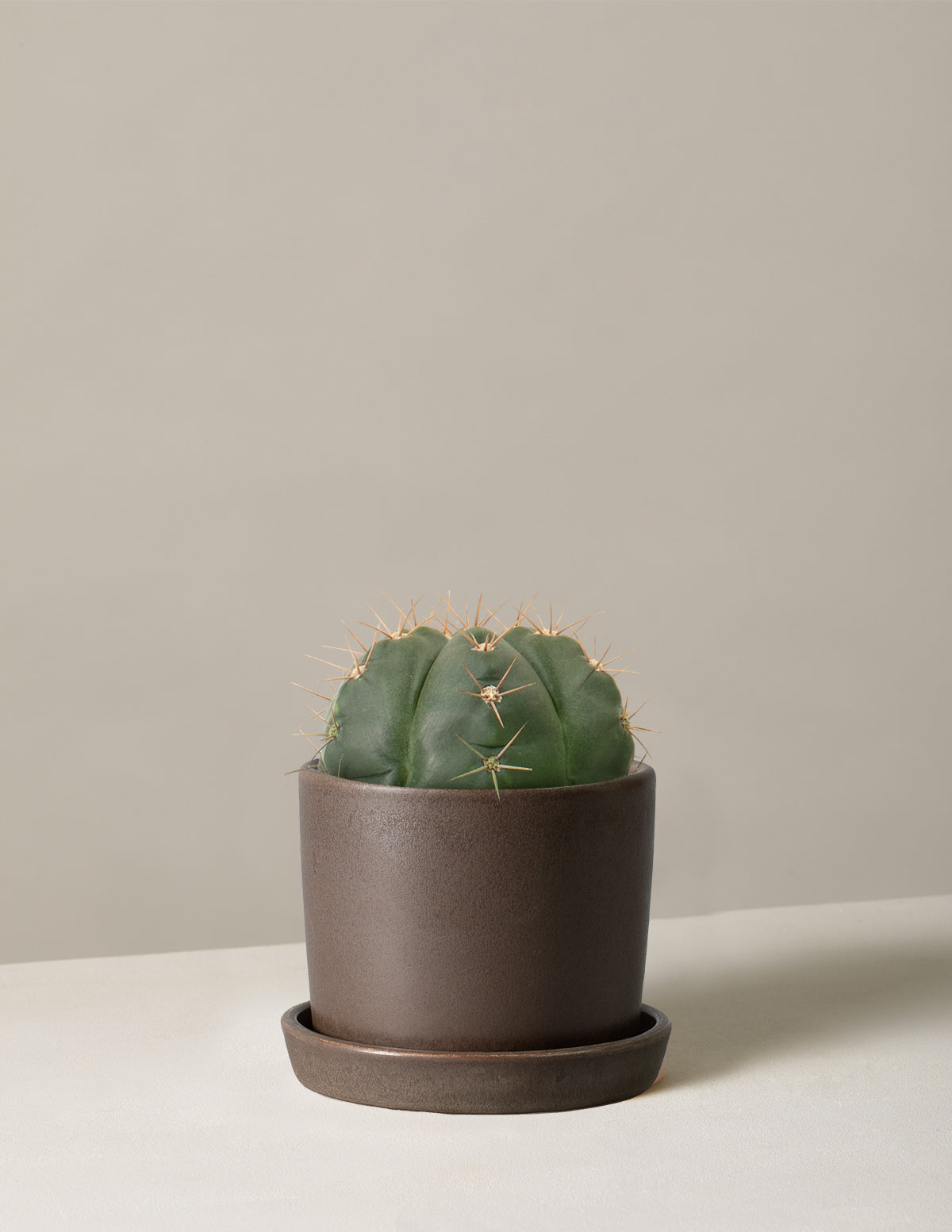 Ball Cactus