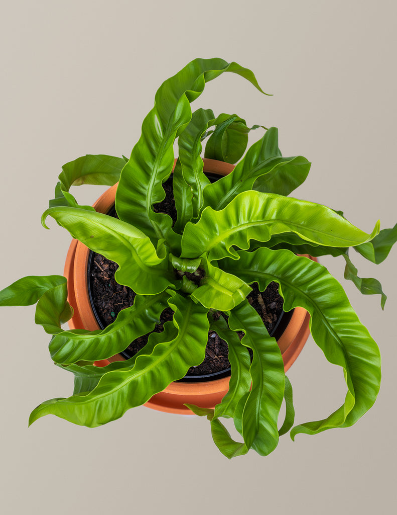 How to care for a Hurricane Fern