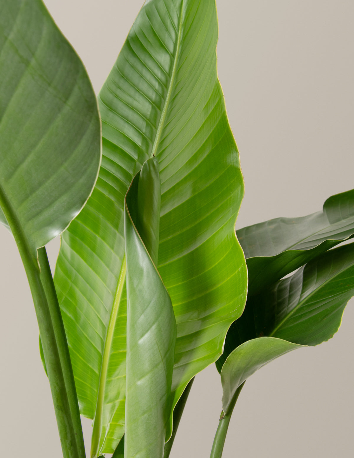Bird of Paradise