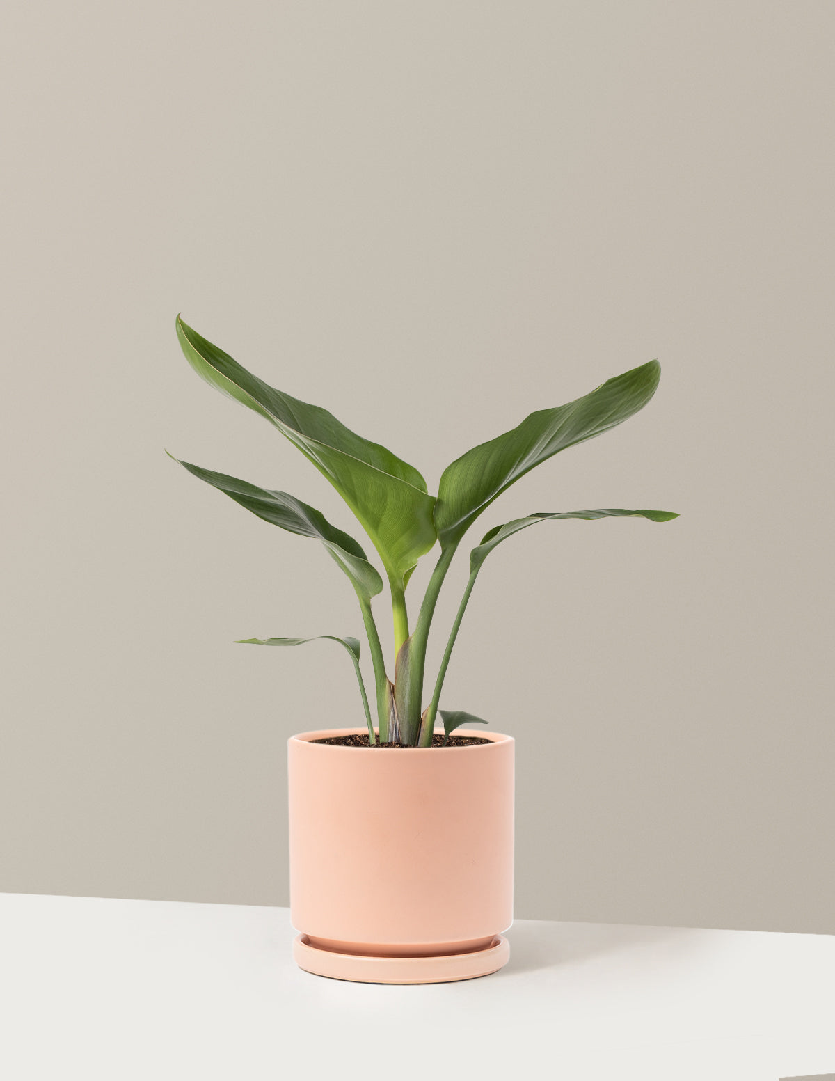 Bird of Paradise