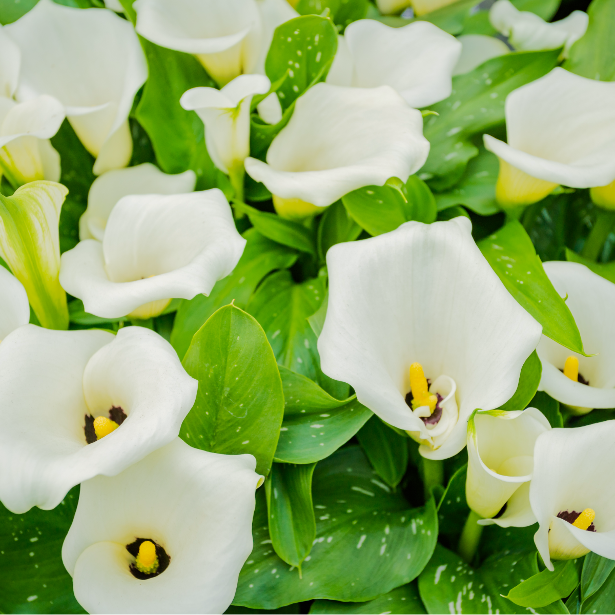Black Eyed Lady Calla Lily Bulbs