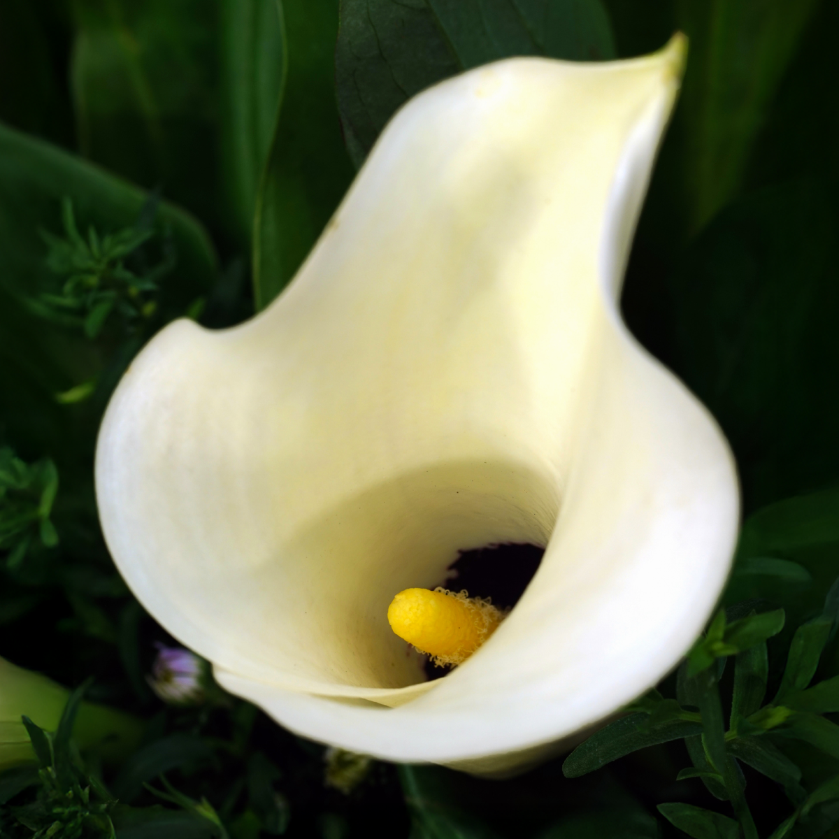 Black Eyed Lady Calla Lily Bulbs