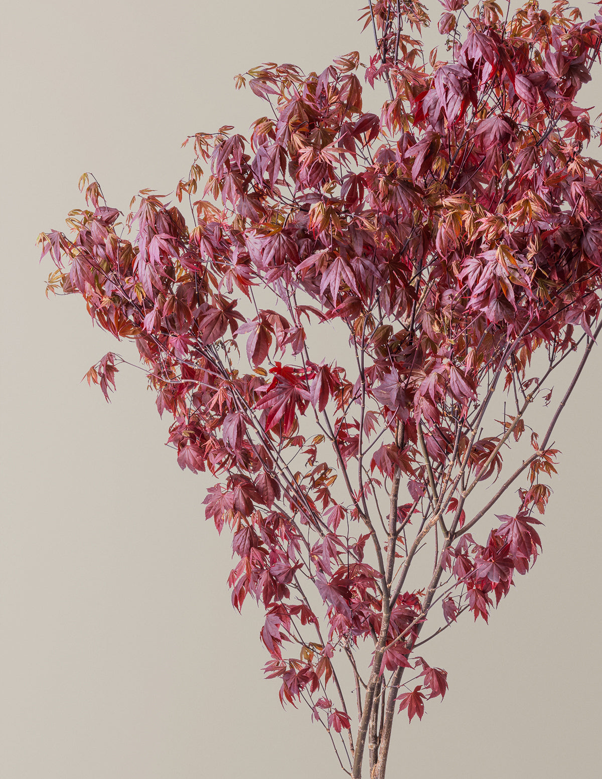 Bloodgood Japanese Maple