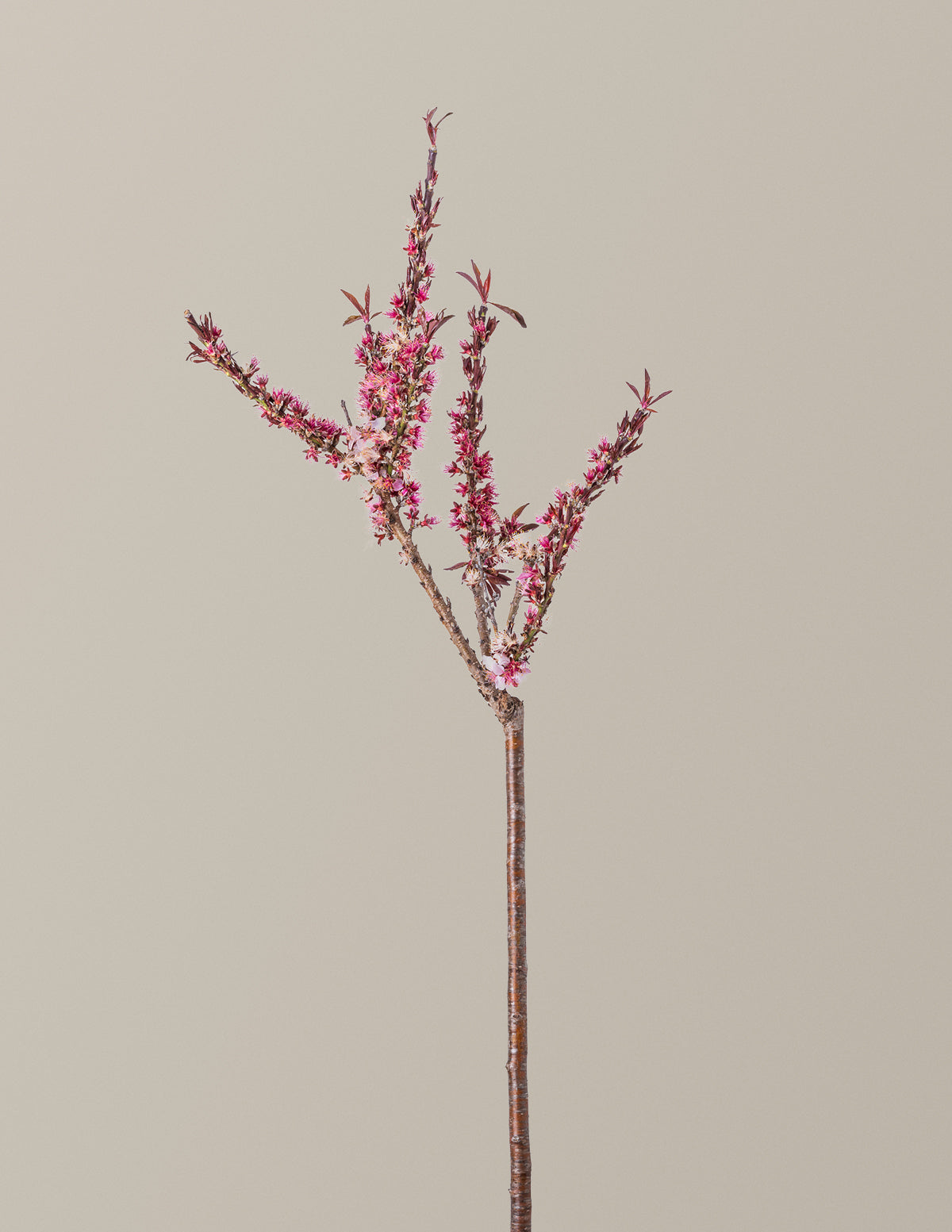 Bonfire Patio Peach Plant