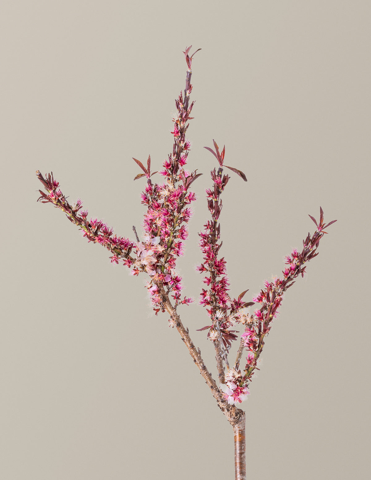 Bonfire Patio Peach Plant