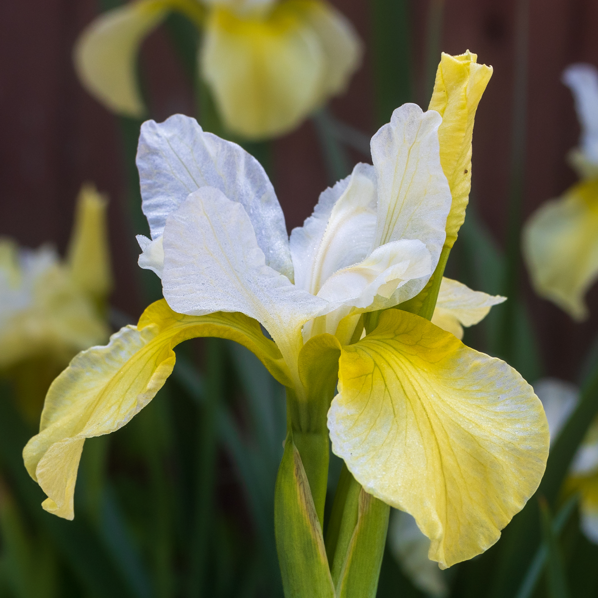 Butter & Sugar Siberian Iris