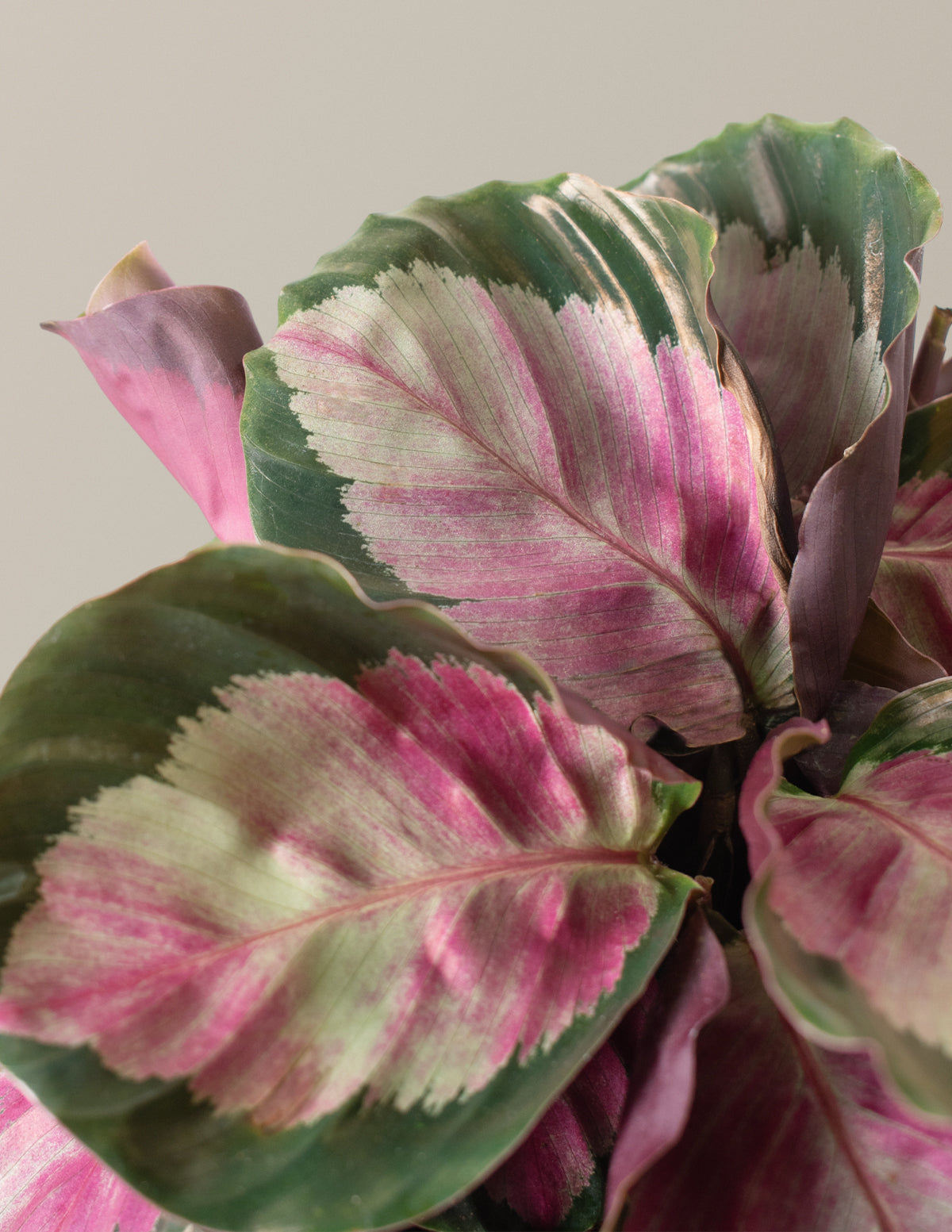 rose painted prayer plant Calathea Rosy Houseplant with Planter - Medium (4"-6" tall) Top Half Dusty Rose Planter