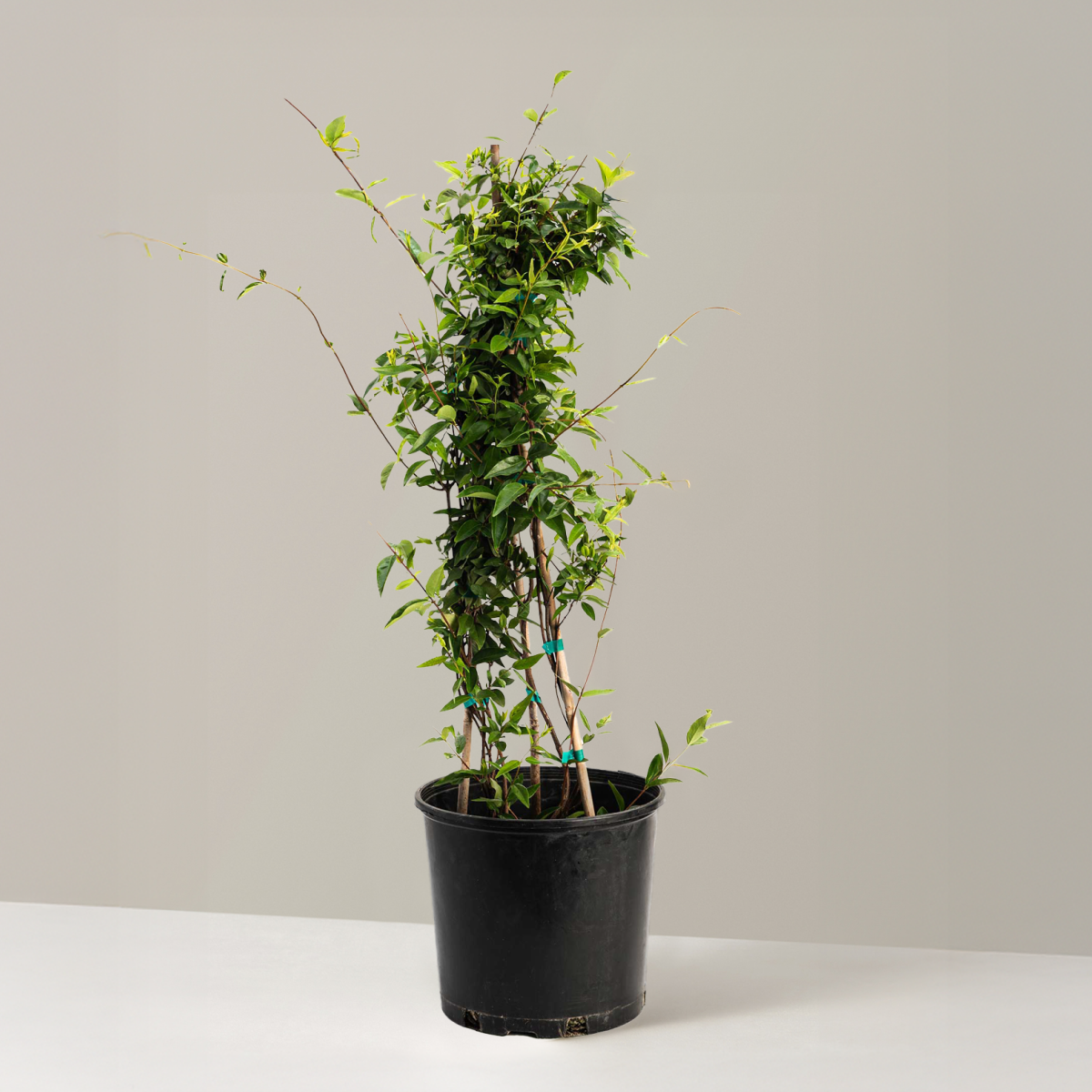 Carolina Jasmine