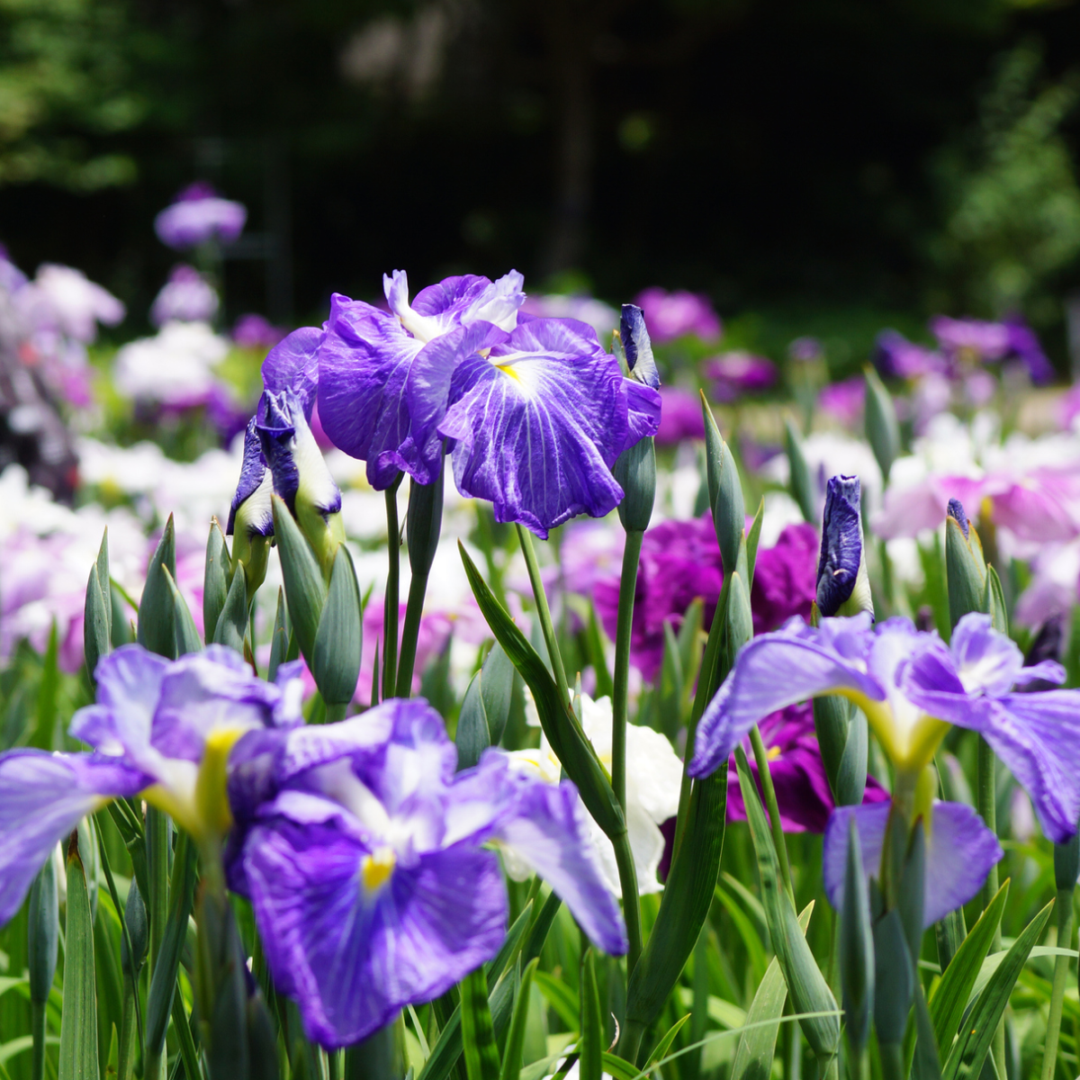 Cascade Spice Japanese Iris
