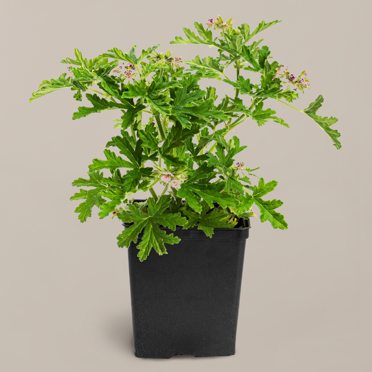 Citronella Bush