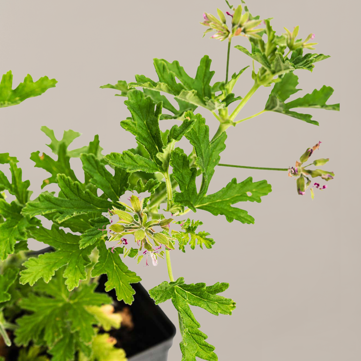 Citronella Bush