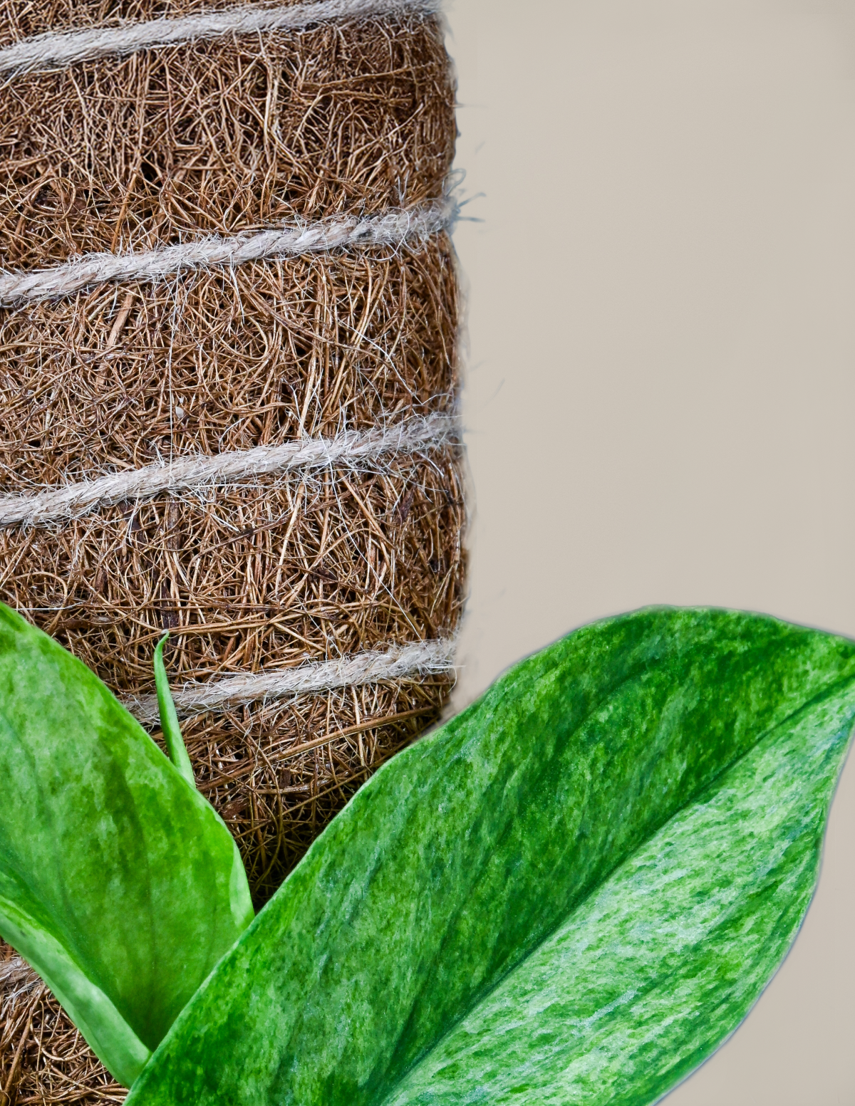 coco coir indoor plants Coco Coir Pole | Shop Plant Accessories Online for Delivery