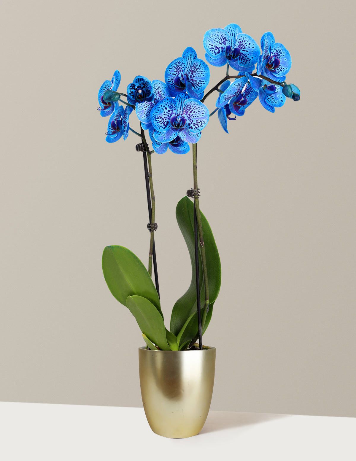 bundle | Small | Marcelle | Gold