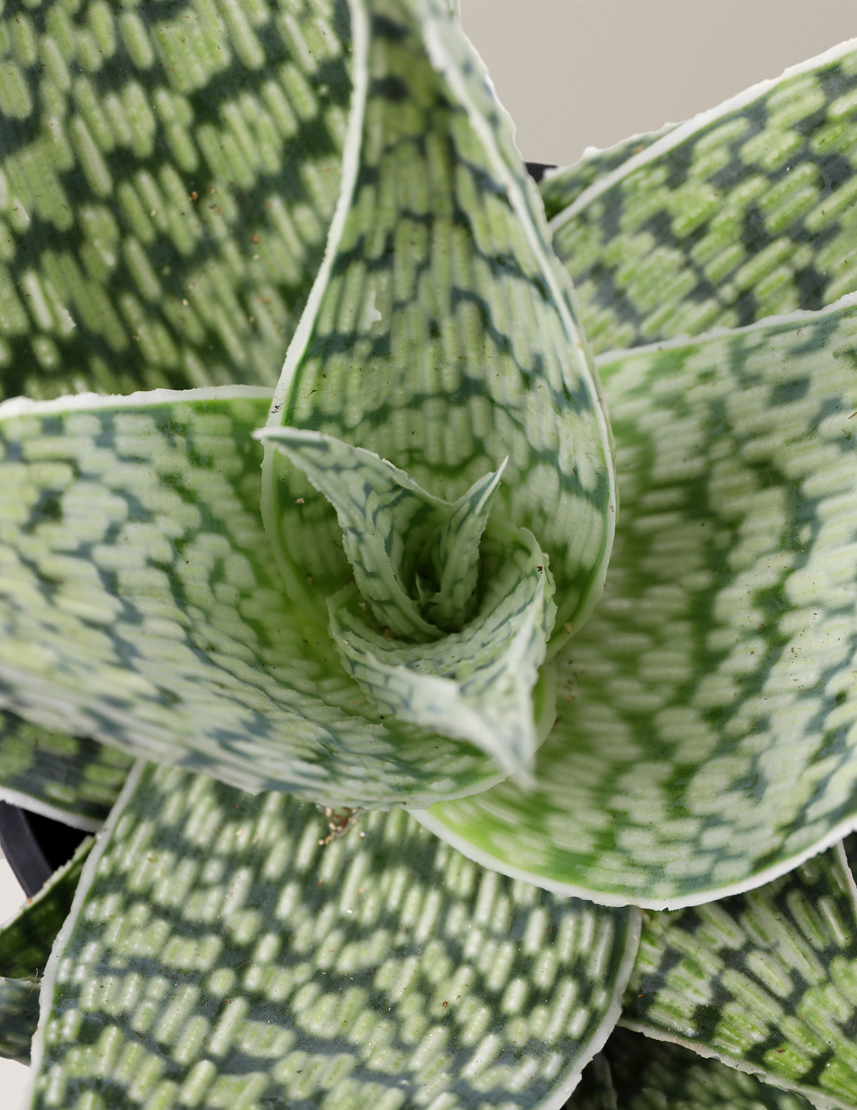 Aloe Delta Lights