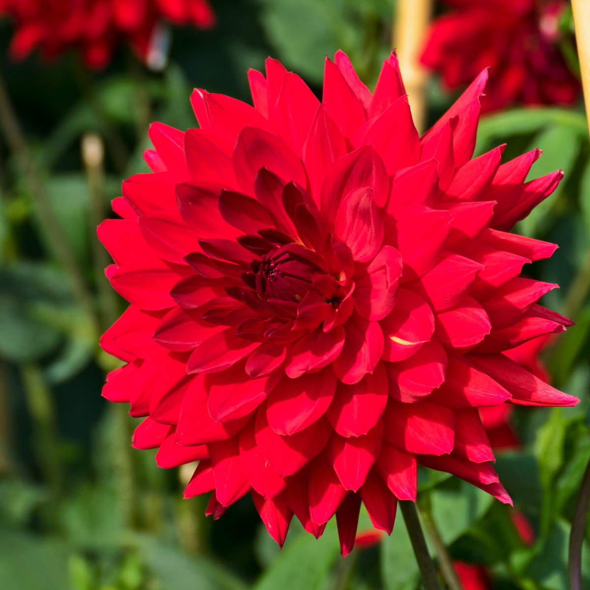 Deutschland Dahlia Bulbs