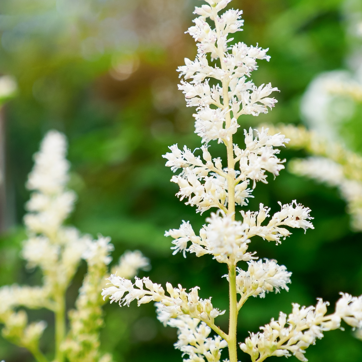 Deutschland Astilbe
