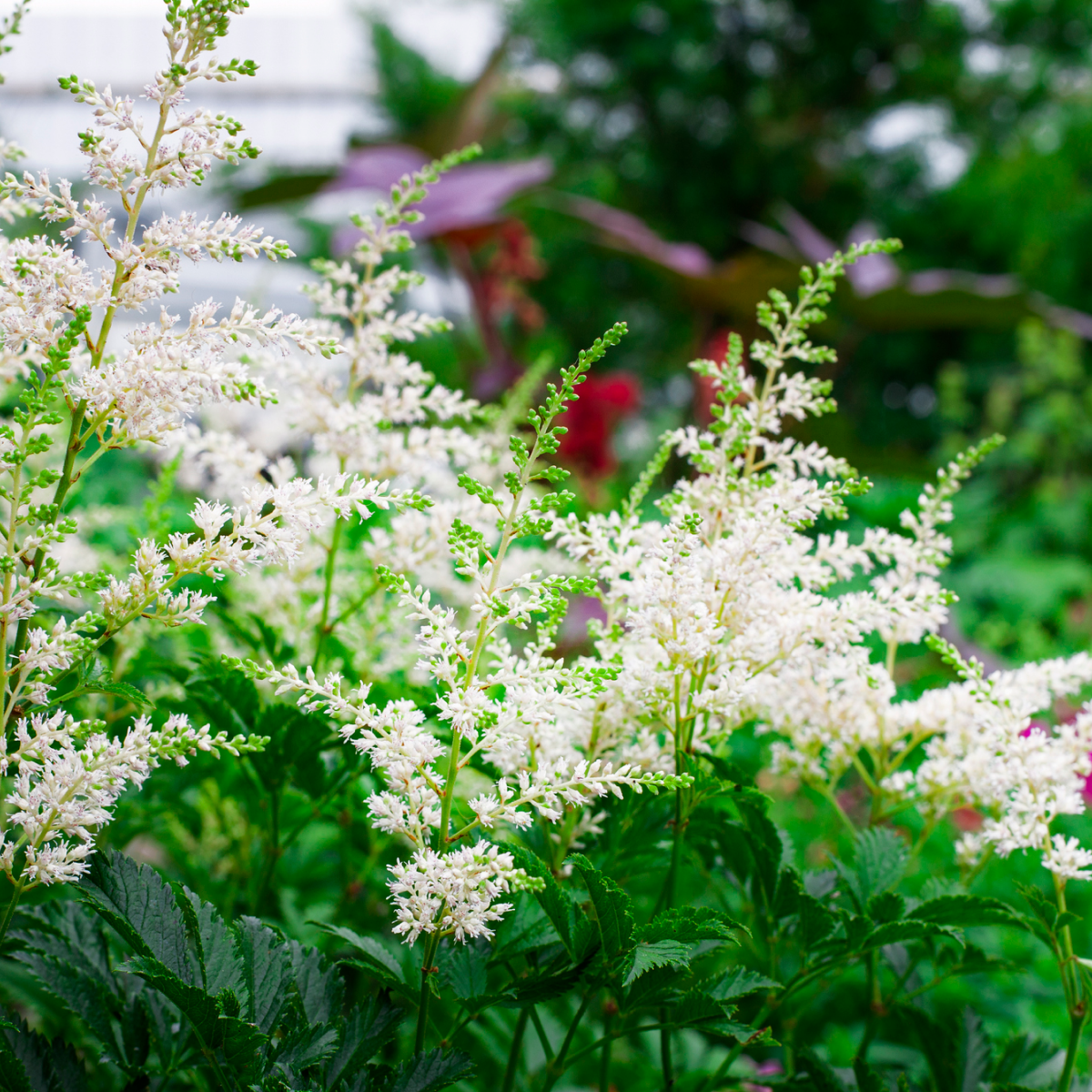 Deutschland Astilbe