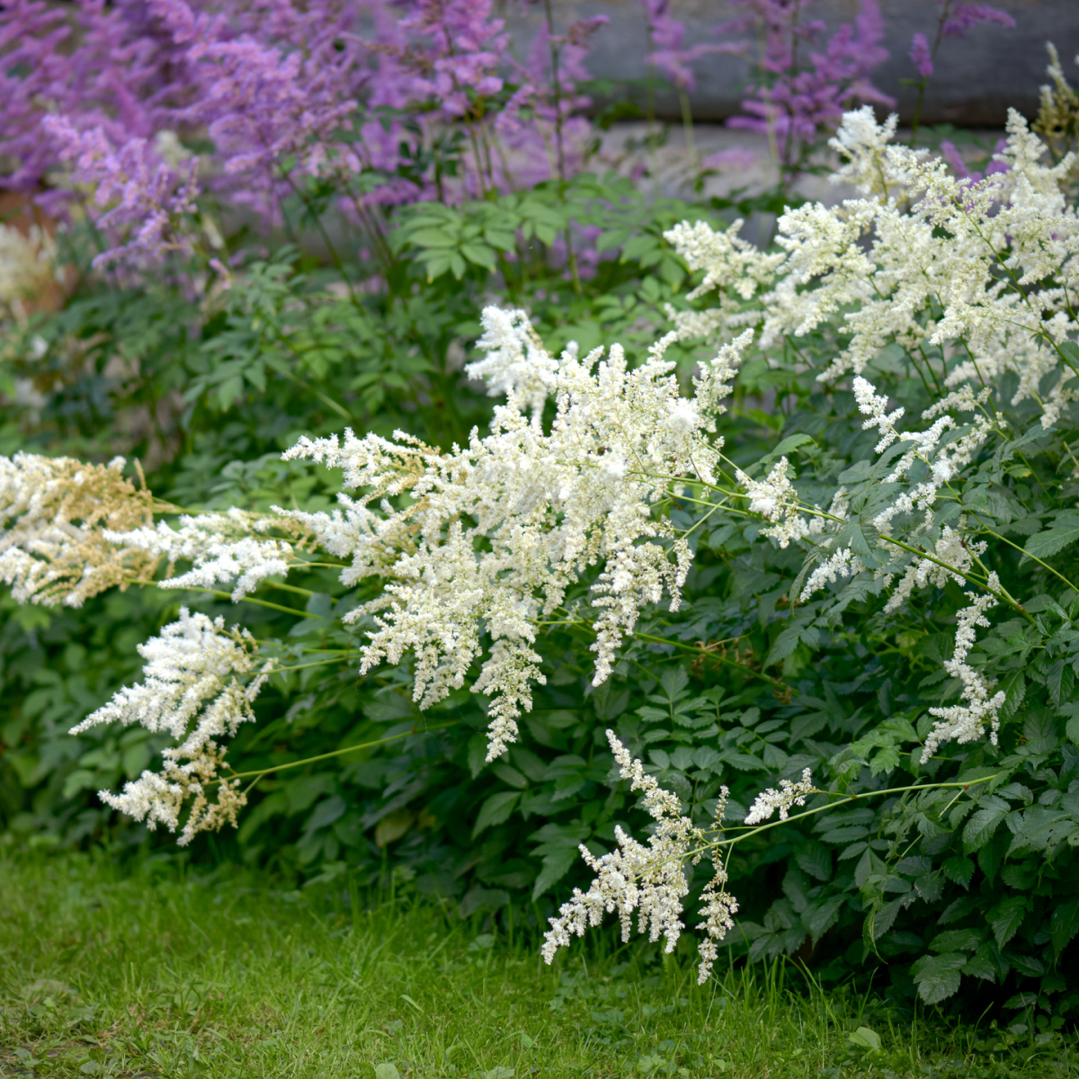 Deutschland Astilbe