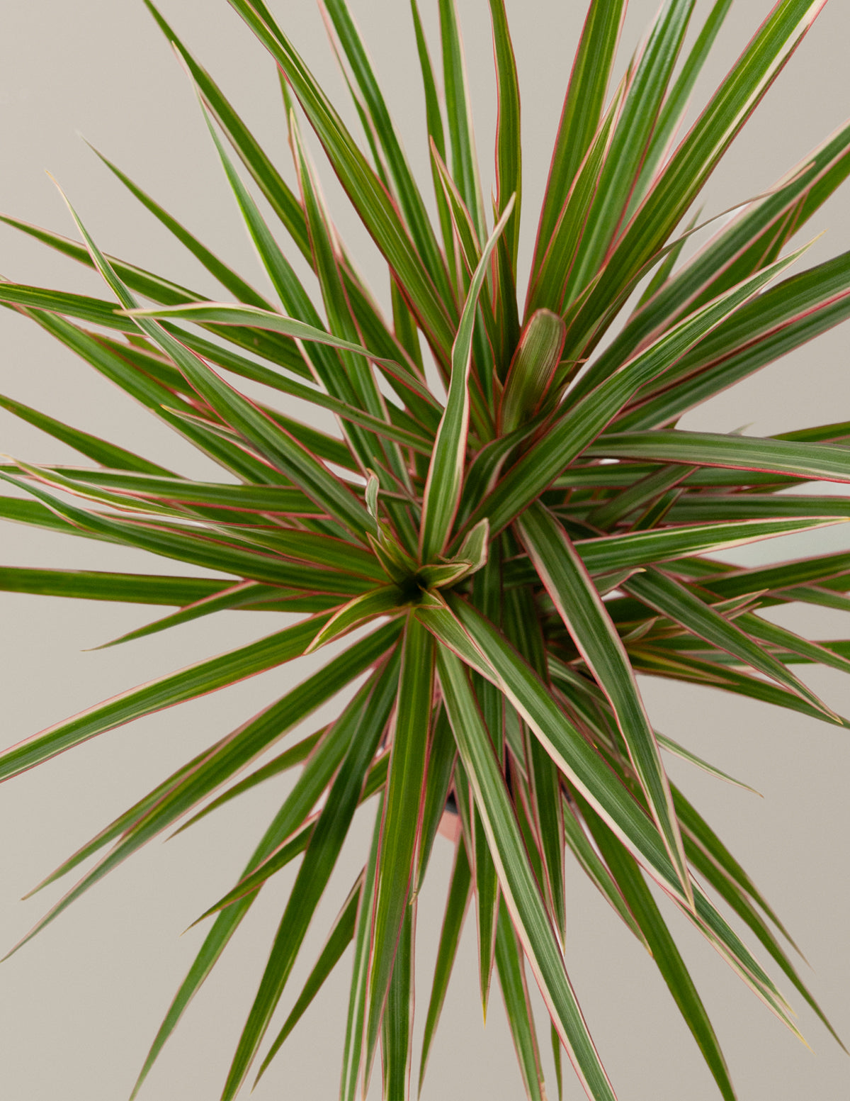 Dracaena Marginata Tricolor Cane