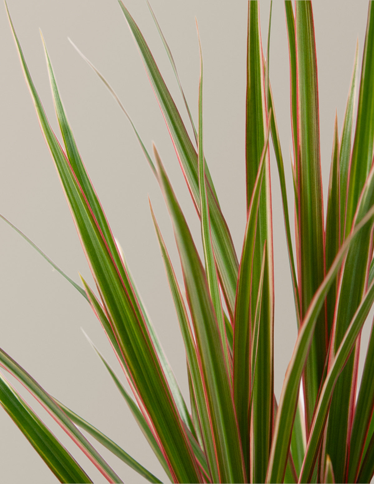 Dracaena Marginata Tricolor Cane